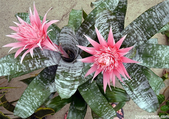 aechmea plant care tips the bromeliad with the pink flower, gardening