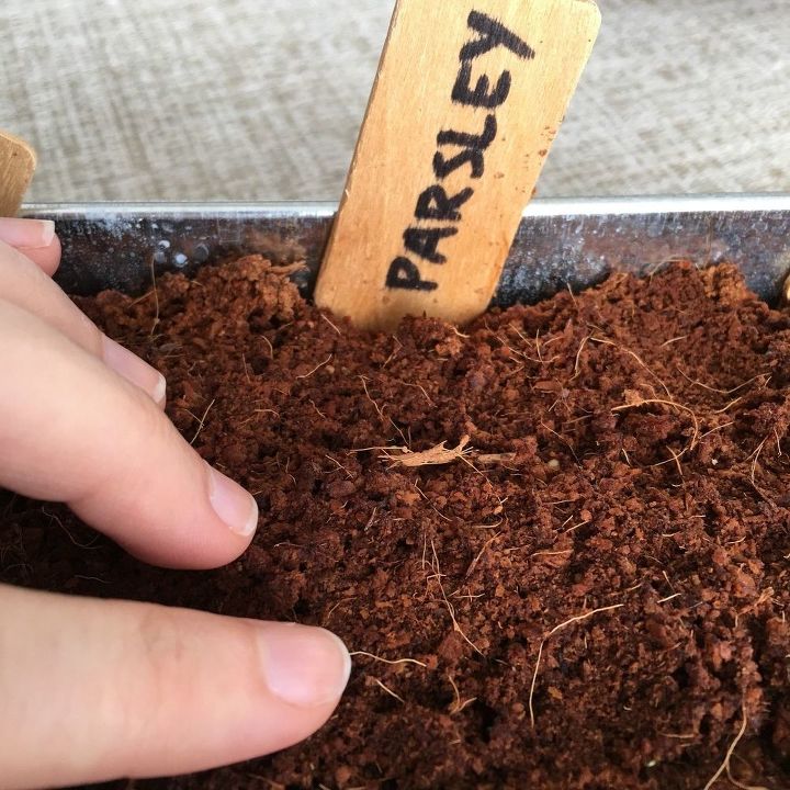como cultivar microgreens em casa