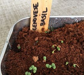 how to grow microgreens at home, home decor, how to