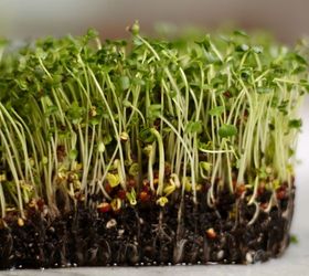 cmo cultivar microverdes en casa
