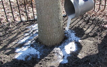 Do This Now, and It Might Save Your Tree Later
