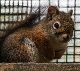 This may sound crazy...but I, need to get rid of squirrels! | Hometalk