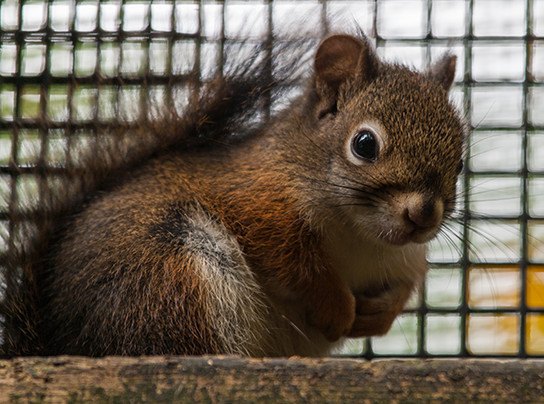 This May Sound Crazy But I Need To Get Rid Of Squirrels Hometalk