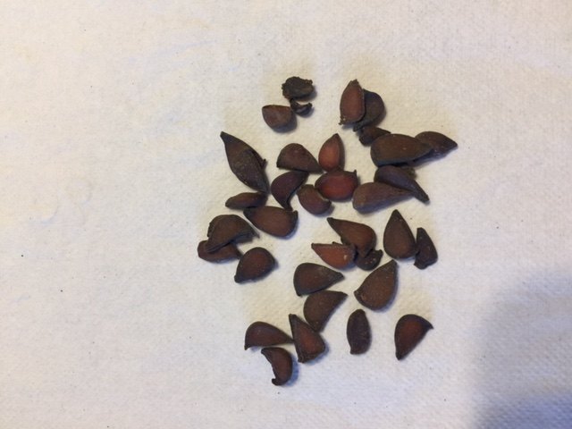 q please help identify these seeds if possible, gardening