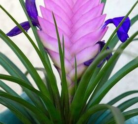 Consejos para el cuidado de la planta Pink Quill: La Tillandsia de gran floración