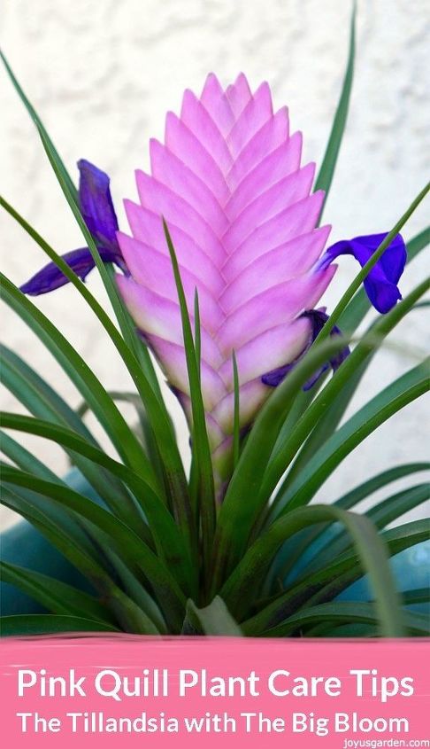 dicas de cuidados com a planta pink quill the big blooming tillandsia