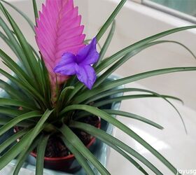 pink quill plant care tips the tillandsia with the big bloom, gardening