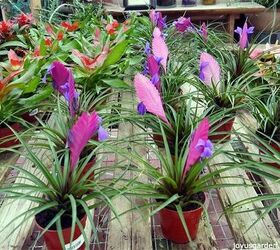 pink quill plant care tips the tillandsia with the big bloom, gardening