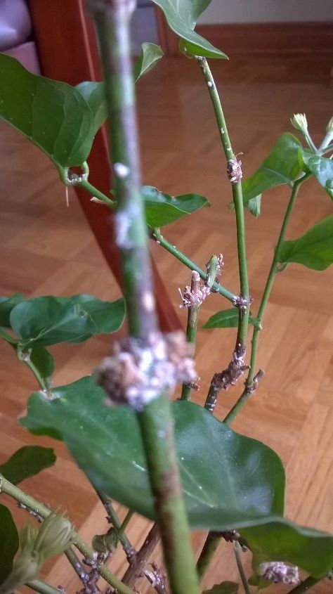 q something s on jasmine leaves
