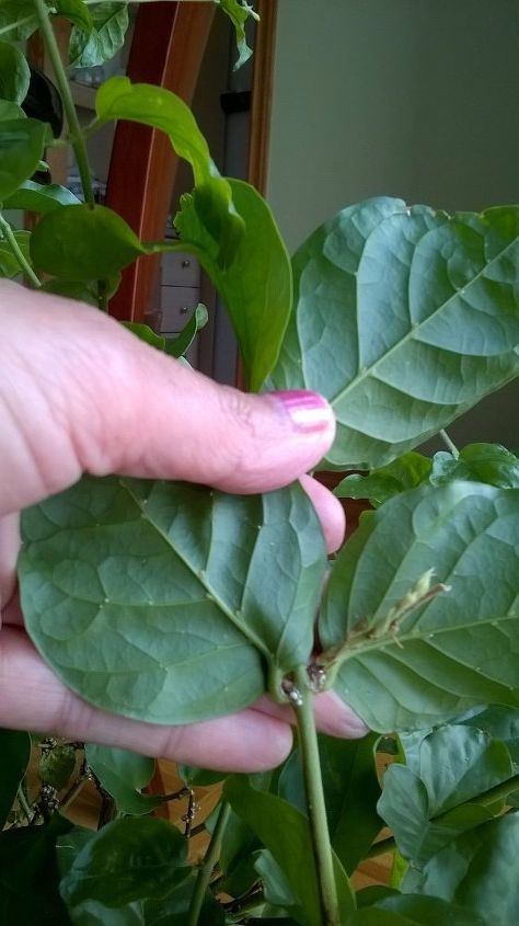 q something s on jasmine leaves