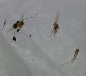 what can i do about these invisible bugs that are biting us