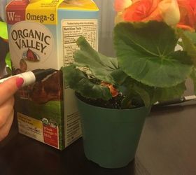 milk carton turned into a planter