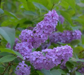 how to grow lilacs, flowers, gardening, how to