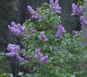 how to grow lilacs, flowers, gardening, how to