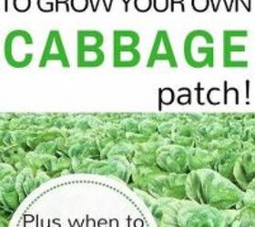 how to grow your own cabbage patch, gardening, how to
