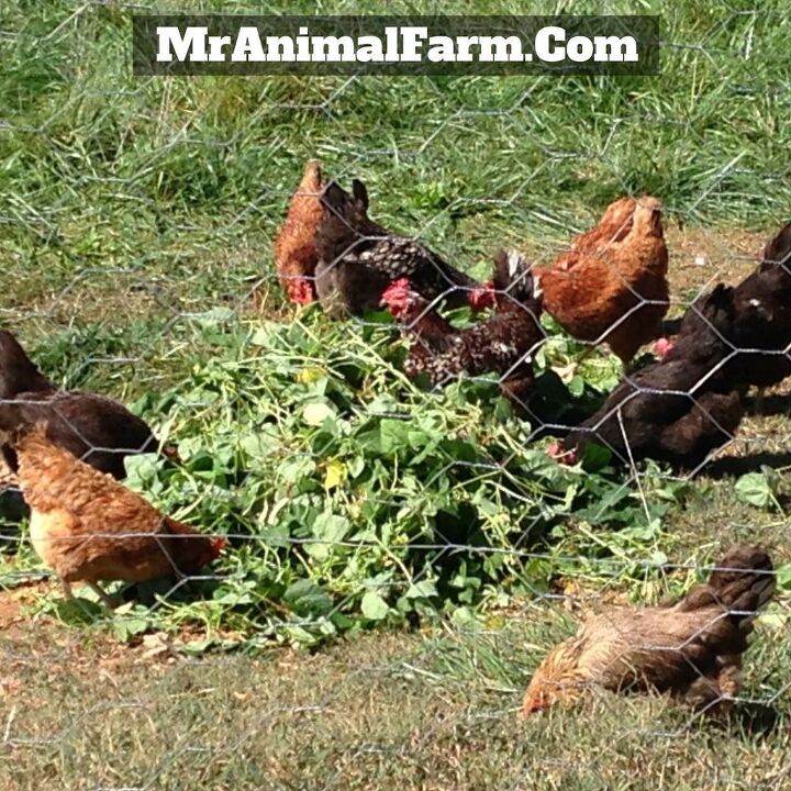 reducir el coste de los piensos para pollos, Pollos comiendo restos de jard n