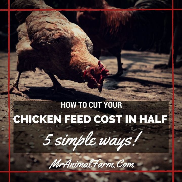 reducir el coste de los piensos para pollos