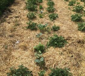 why you absolutely must do a no till garden