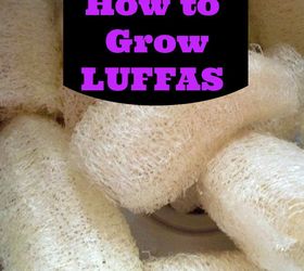 growing luffas