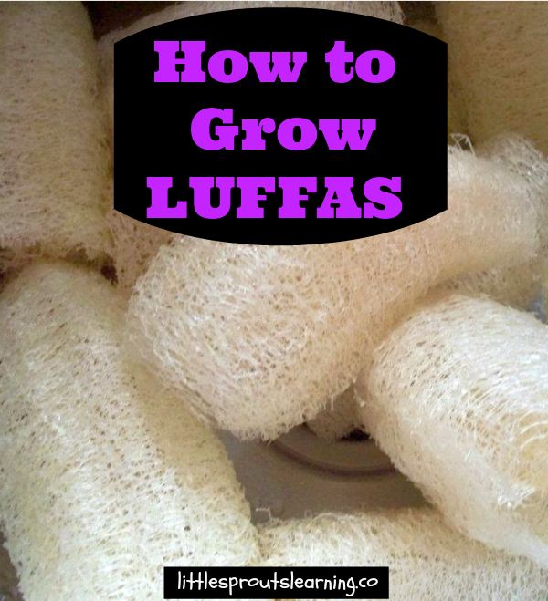 growing luffas