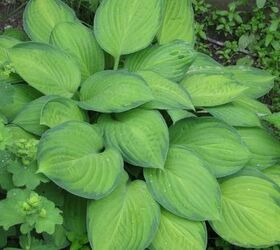 make a flower bed for the shade, gardening, window treatments, windows, Hostas so many varieties