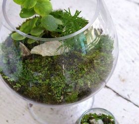 s 21 of the cutest terrariums we ve ever seen, gardening, terrarium, This one made in a punch bowl and glass