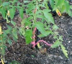 training tomato plants with rope, gardening