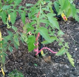 formao de plantas de tomate com corda