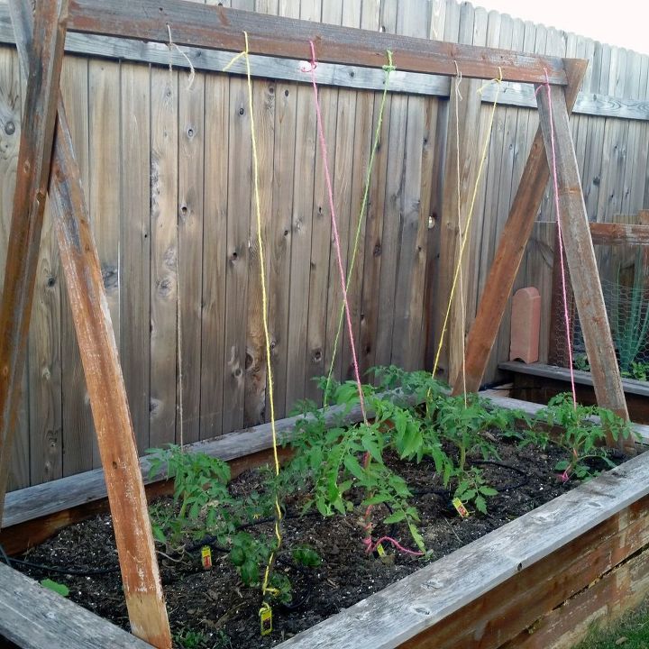 formacin de las plantas de tomate con cuerda