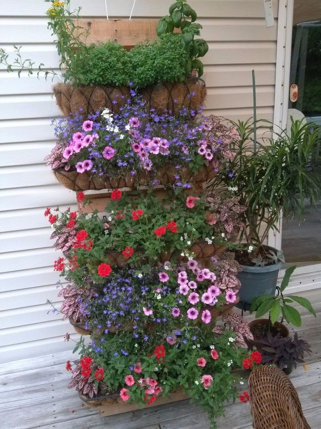 time to think about spring and a flower pallet, gardening, pallet, a couple months after planting