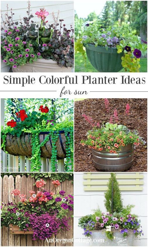 colorful flower planter ideas for sun, gardening