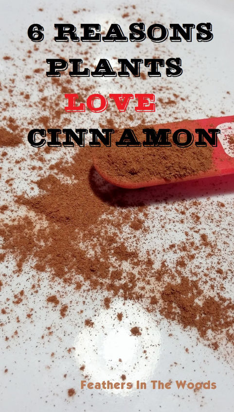 spice it up why plants love cinnamon