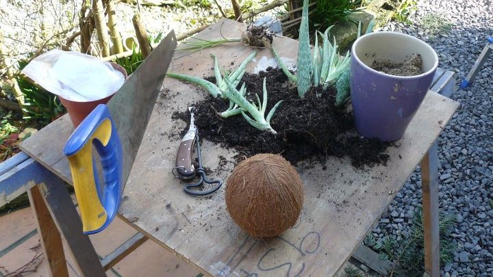 repurposing a coconut into a planter for aloe vera