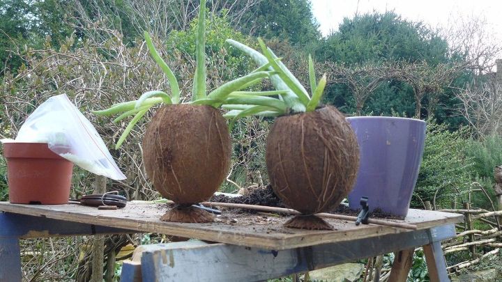 repurposing a coconut into a planter for aloe vera
