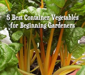 5 best container vegetables for beginning gardeners, container gardening, gardening