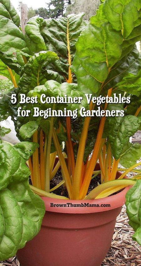 os 5 principais vegetais de recipiente para jardineiros iniciantes