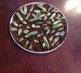 succulents and air plant propagation