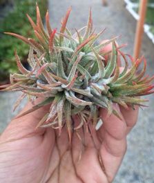 do how zinc absorb plants Succulents Propagation. Air and Hometalk Plant do how zinc absorb plants Succulents Propagation. Air and Hometalk Plant