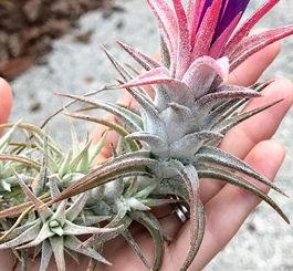 succulents and air plant propagation