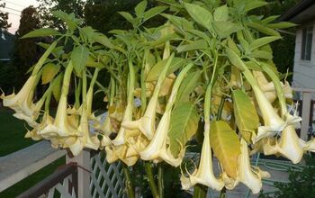 Throwback Thursday: Do you have any Angel Trumpet Trees?