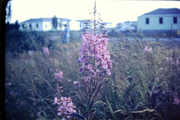 e these are pictures of flowers from years past