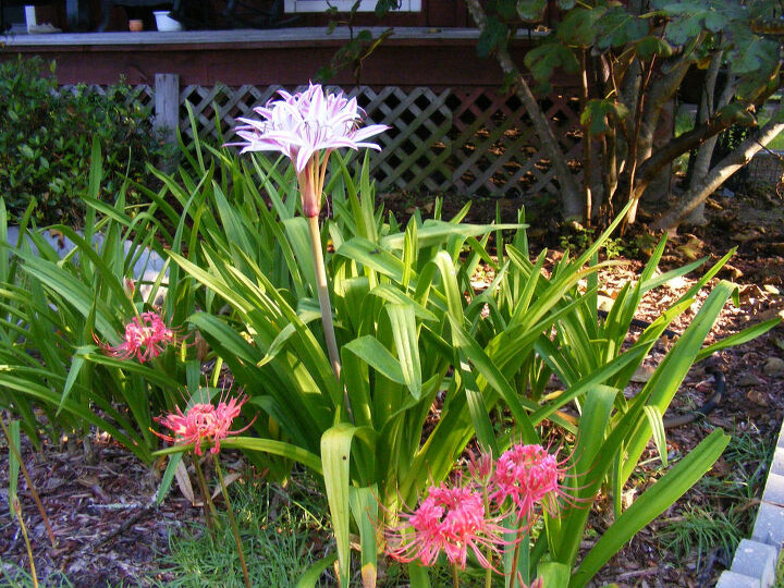 e these are pictures of flowers from years past