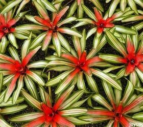consejos para el cuidado de la planta neoregelia la bromelia con el follaje