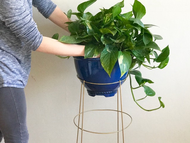 turn a tomato cage into a plant stand