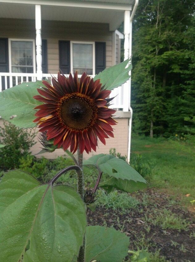 e throwback thursday i found out that sunflowers can be any color