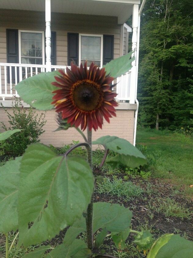 e throwback thursday i found out that sunflowers can be any color