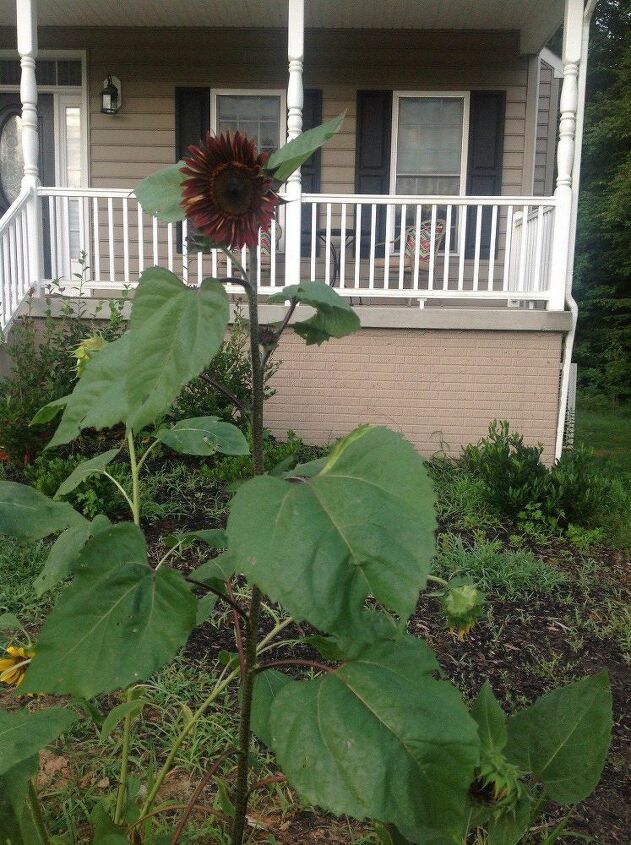e throwback thursday i found out that sunflowers can be any color