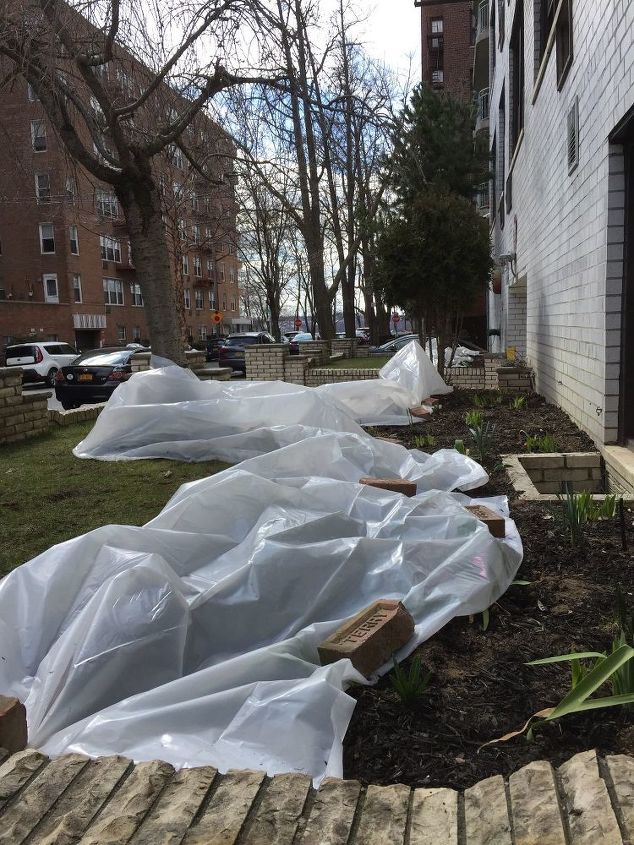 t look at my tents for my pansies