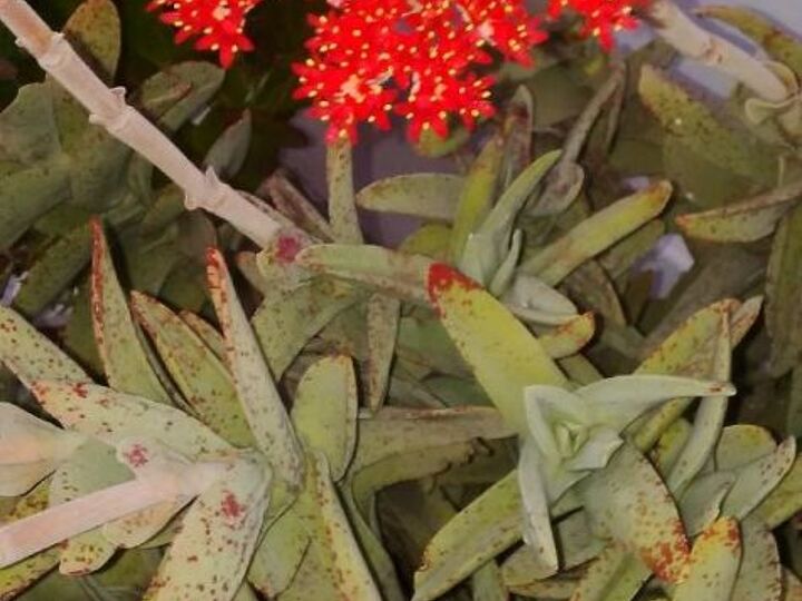 q what is this plant called