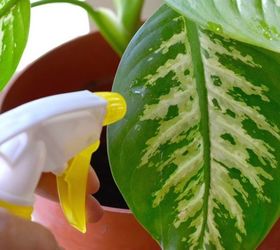 how to clean indoor houseplants and shine the leaves